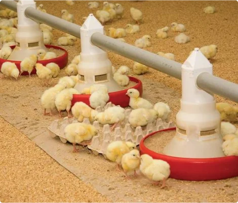 Modern Poultry Management